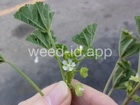 mallow, little